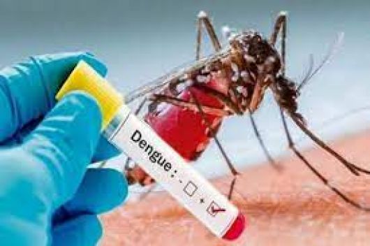 Ocho casos autóctonos de dengue
