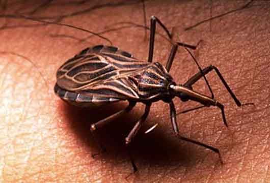 Confirman 32 casos de Chagas y elevada presencia vectorial en parajes