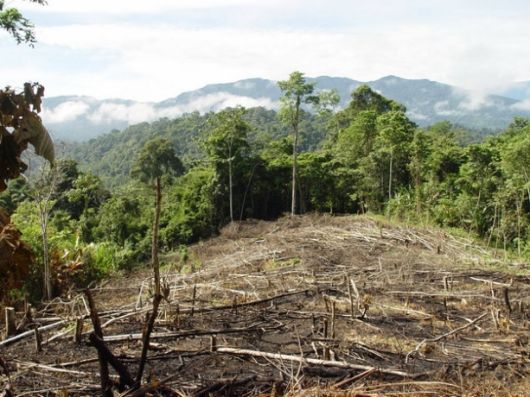 Brasil no consigue frenar la deforestación de la Amazonia