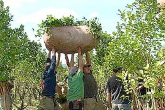 Yerba: molinos plantearán la necesidad de aumentar el precio del kilo envasado