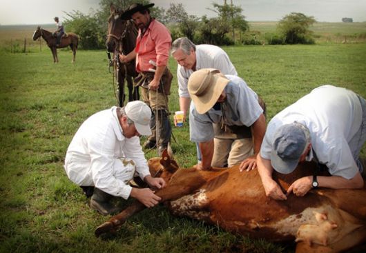 Masiva muerte de más de 130 bovinos supuestamente infectados de Corrientes