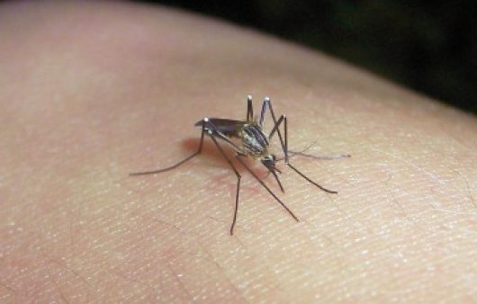 Epidemiología alerta que la fiebre chikungunya podría llegar a Corrientes