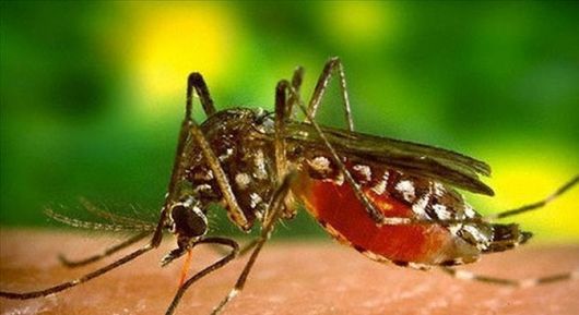 Comprueban que el mosquito que transmite chikungunya y dengue elimina un hongo