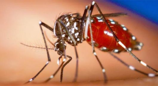  Alarma en América Latina por el Zika