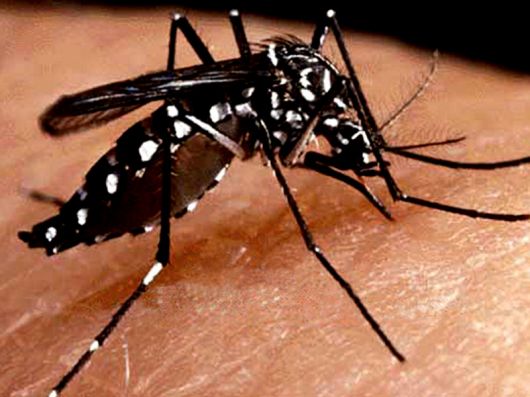 Primer caso de dengue en Corrientes 