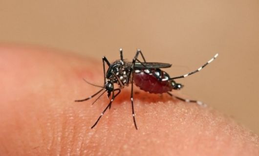 Confirman 13 casos de dengue en Corrientes