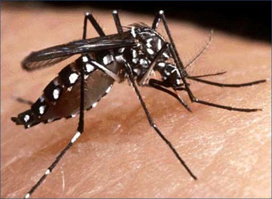  Ya son 532 los casos de dengue en Corrientes