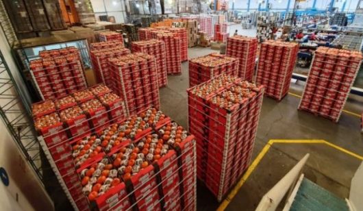 La Cooperativa montecasereña la más exportadora de Corrientes exportó 22 toneladas de mandarinas 